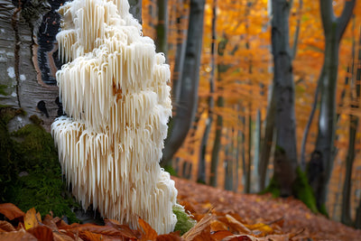 Can You Eat Lion's Mane Raw? What Experts Say