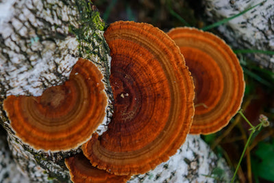 6 Chaga Mushroom Benefits, According to Science