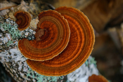 Chaga Mushroom Identification: How To Recognize It