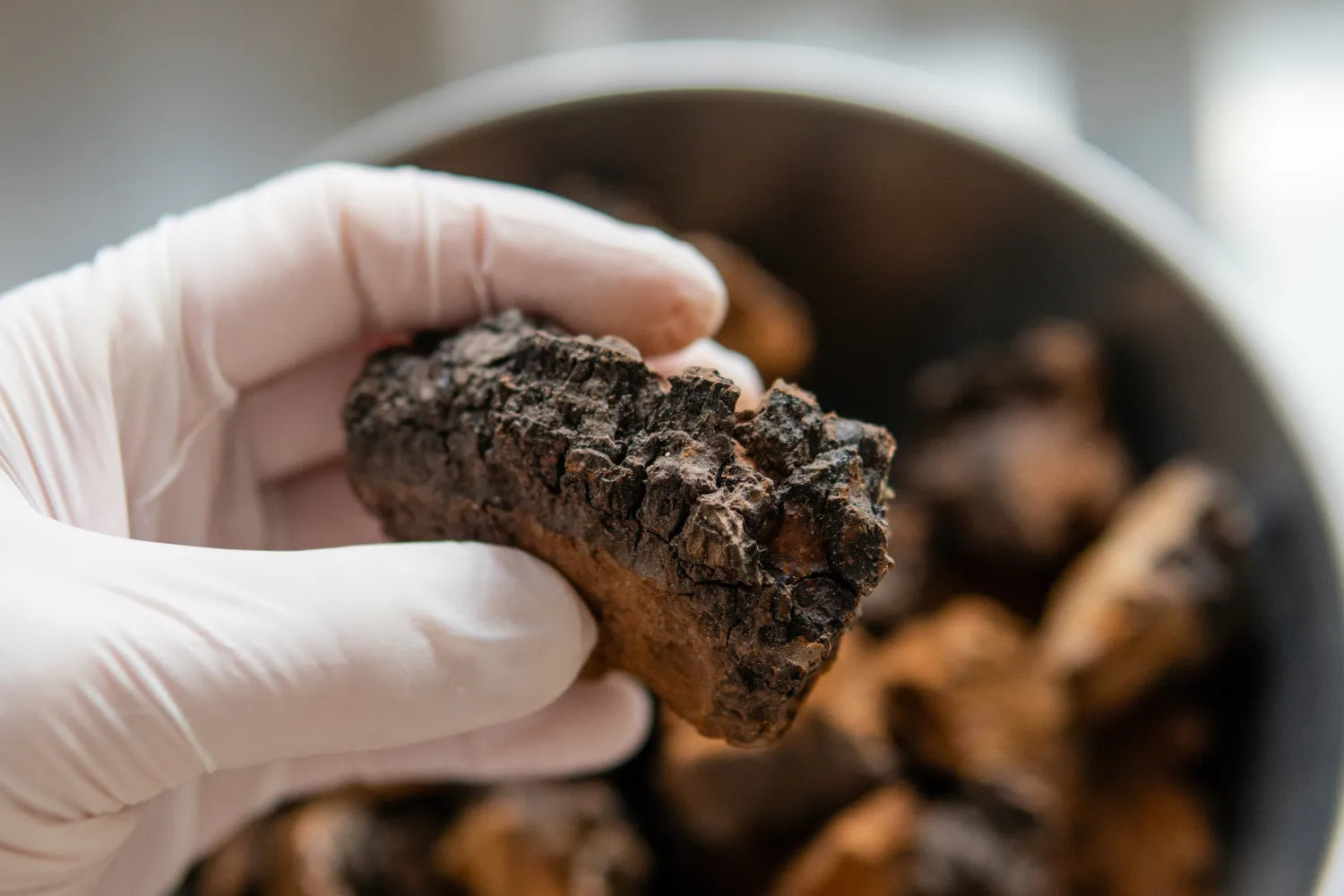 Does Chaga Have Caffeine? 5 Chaga Facts