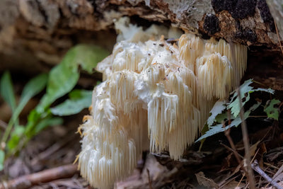 Does Lion's Mane Increase Testosterone? Its Impact on Hormones