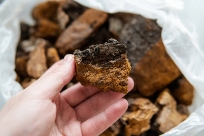 Is Chaga a Psychedelic? Everything To Know