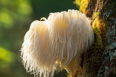 Lion's Mane 