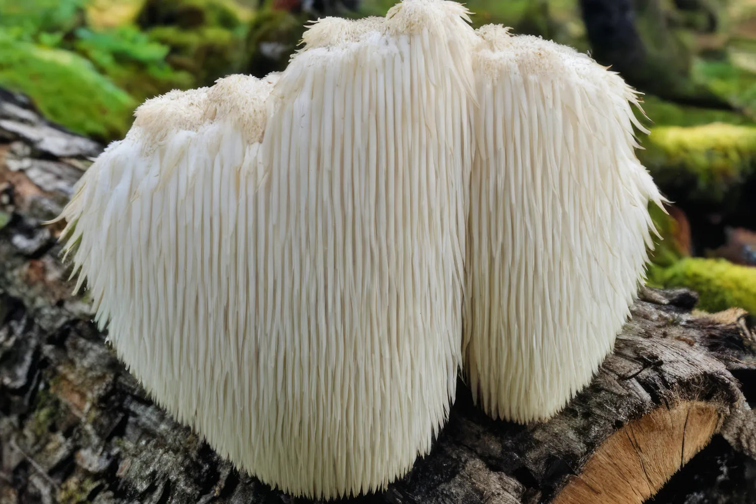 Is Lion's Mane a Psychedelic? A Complete Guide