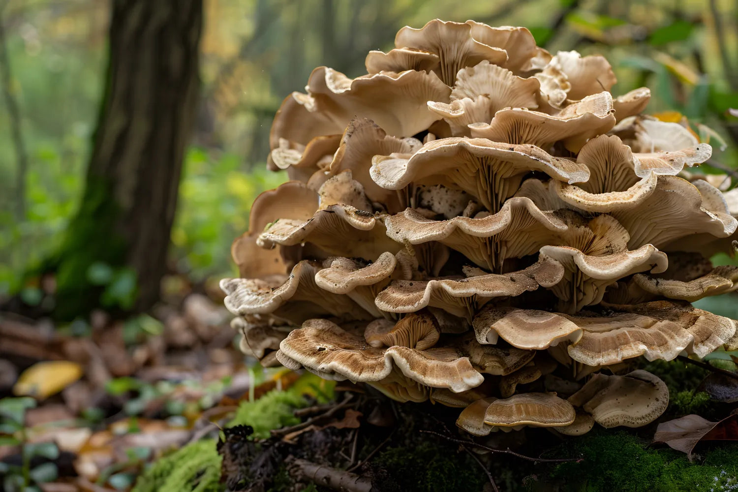 Super Mushrooms: 7 Potential Benefits