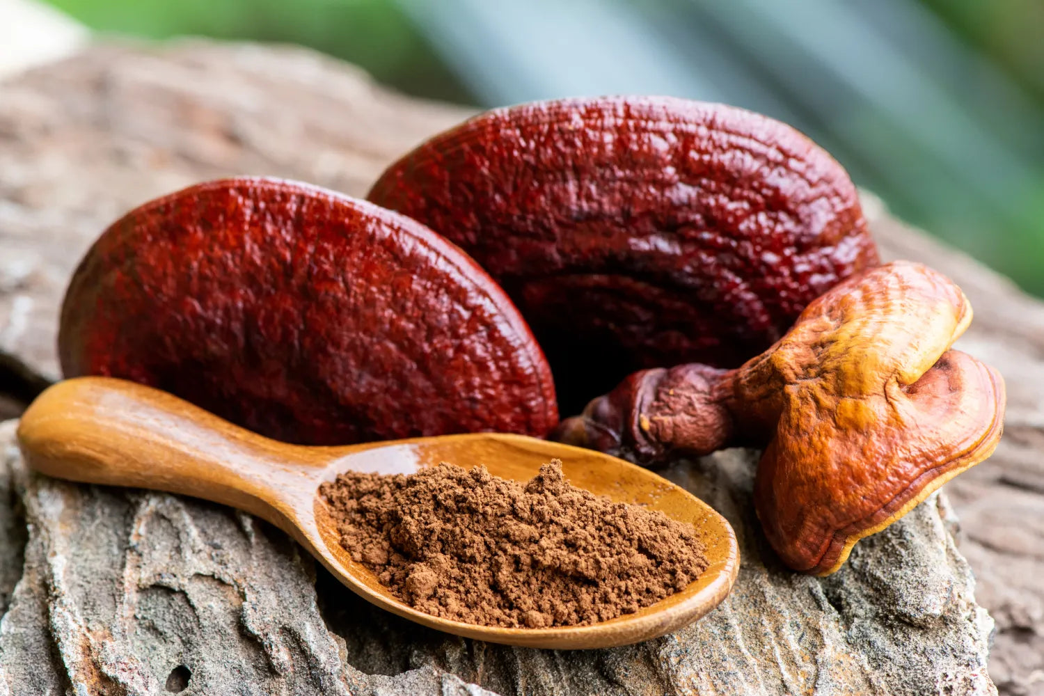 Reishi vs. Chaga: What the Science Says